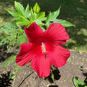 Meet your Posher, Roberta